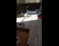 Pet dog gets excited about its treat