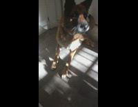 german shepherd dog misses treat thrown to him 