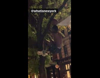 People eating pizza watch guy climb tree