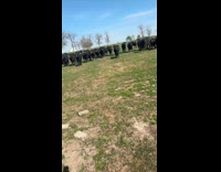 Woman jokes about having HR meeting with cows 