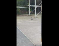 Two falcon caught at building one dead in NYC 