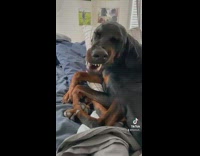 Woman calls dog handsome in baby voice 