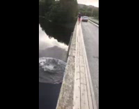 Guy blue boxers  jumps off blue car off bridge into water 