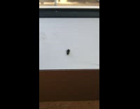 Fly on its back spin around window
