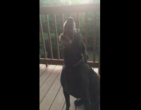 Black Dog Barking and Howling on Porch