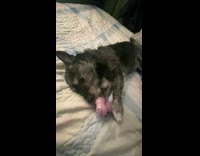 Pet dog lie down and licks toy bone