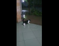 BitchMP - cat touching flood waters