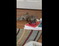 Cat with cerebellar hypoplasia trying to eat out of red bowl pt 2