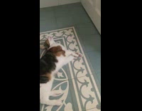 Pet cat meows back at owner and lie down on the floor
