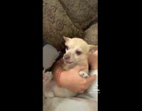 Two moods of a small brown chihuahua dog