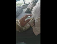 Cat doesnt want owner to stop petting it