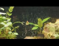 Collab DailyDoseOfInternet - Tiny water snail flies around tank on leaf 