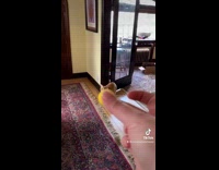 Orange Cat Catches Treats in Mouth While Jumping 