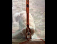 Dog squeezing snout in net curtain