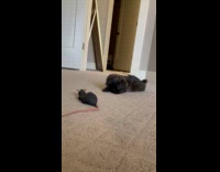 Puppy Faces and Barks at Toy Rat