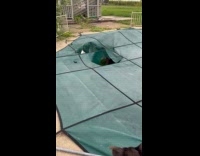 Horse stick out head from pool cover