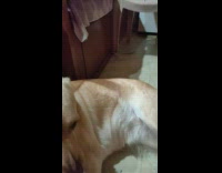 Light brown dog on floor chest rubs