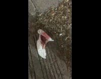 Guy finds used feminine hygiene product sidewalk 