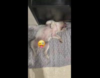 Dog sleeps back tongue black white bed