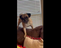 Dog chewing crumpled paper