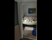 White pet dog sleeps and lie down on the couch