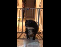 Big Black Dog Climbs Through Tiny Dog Gate In Hallway