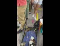 A bunch of guinea pigs in a cage on the subway train floor 
