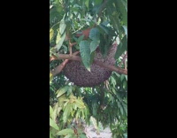 Bee hive on tree moves  imitates ripple