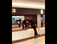 Police dog at starbucks licking cream out of cup