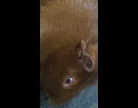 Brown guinea pig sleep with eyes open