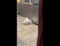 Cat plays with toys on the floor