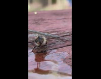 Bumblebee on table eat honey backyard insect