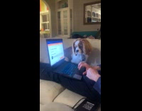Dog lick mouse cursor on laptop screen