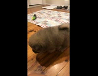 Cute brown fluffly puppy gets up off the floor, Can You Feel the Love song