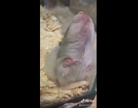 Hamster in cage glass 