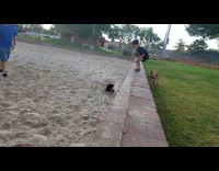 Dog running hits face on the sand
