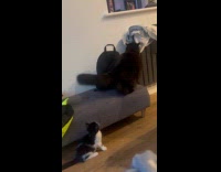 Kitten interested with tail of black cat