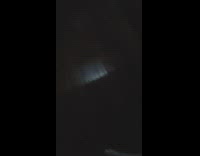 White dog excited when asked to go for a walk