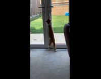 Cat stands tries to open locked door