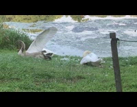 Gray swan on grass stretch  wings legs