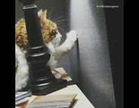 Cat lick bite bump on grey wall