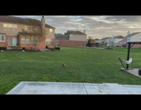 Bird payback to dog that chased it