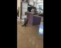 Black brown cat jumps misses wood table 