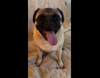 Happy pug dog always smiling