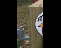 Brown ladybugs gather on wood fence post