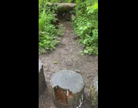 One squirrel sits on tree stub then runs