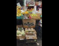 rats crawling over produce in market