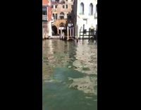 Dog red collar rides boat canal venice 