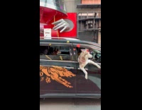 Man driving with dog peeking out car window