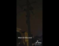 Shock raccoons night time on electricity pole